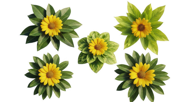 Set of isolated yellow flowers with green leaves on a white background