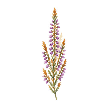 Macro Photography of Common Ling Heather Bush Showing Fine Textured Bell Flowers
