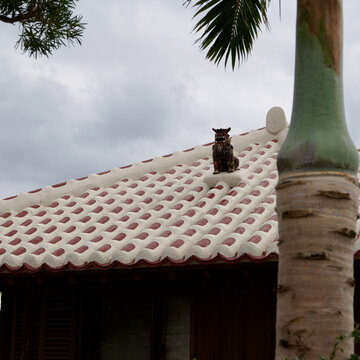 Traditional shisa guardian statue on a red tiled roof in Taketomi island