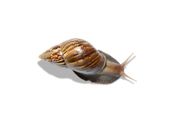 Snail glides smoothly across the surface, exemplifying natural beauty, PNG © Atlas