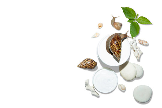 Skin care. Snail extracts and cream highlight skincare collections for beauty enthusiasts, PNG