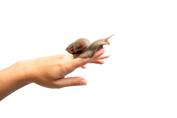Snail glides smoothly along hand, highlighting unique texture and grace, PNG © Atlas