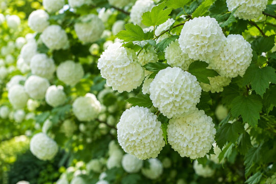 Wei&szlig;e Schneeballbl&uuml;ten in voller Bl&uuml;te im gr&uuml;nen Garten