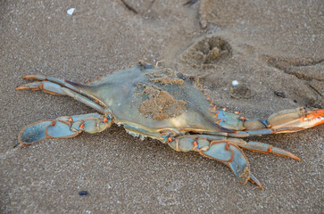   Italy, Barletta, April 16, 2026, dead crab on the beach in Barletta © Pawel Filusz