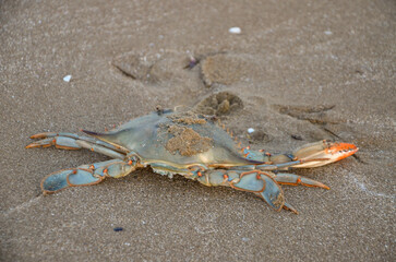   Italy, Barletta, April 16, 2026, dead crab on the beach in Barletta © Pawel Filusz
