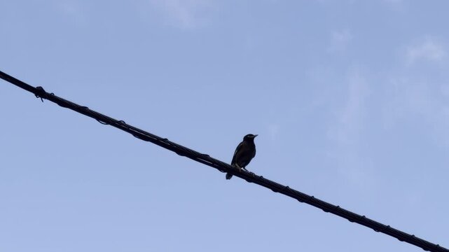 Bird on the Wire. The common myna or Indian myna (Acridotheres tristis), sometimes spelled mynah, is a bird in the family Sturnidae. Honoulu, Oahu, Hawaii