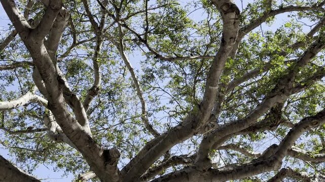  Ficus microcarpa, also known as Chinese banyan, Hill's weeping fig, small-fruited fig, Malayan banyan, Indian laurel, or curtain fig. Waikiki, Honolulu, Oahu, Hawaii