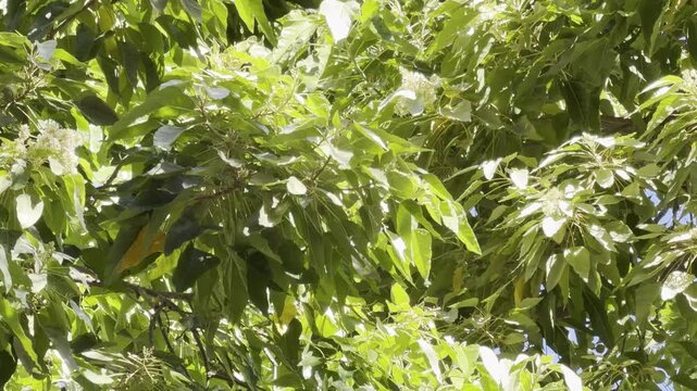 Aleurites moluccanus,candlenut, Indian walnut or, in Hawaii, kukui, is a tree in the spurge family Euphorbiaceae. Honolulu, Oahu, Hawaii.