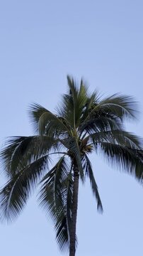 Coconut palm trees. The coconut (Cocos nucifera) is a member of the palm family (Arecaceae) and the only living species of the genus Cocos. Waikiki, Honolulu, Oahu, Hawaii