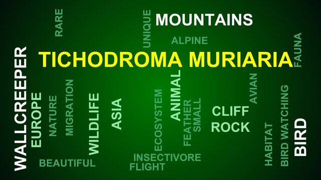 Tichodroma Muriaria Word Cloud