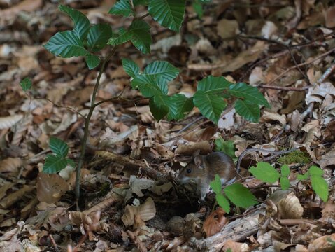 Small wild mouse hiding among dry leaves and green plants on the forest floor