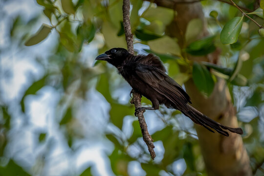 Close-up portrait of a dark-feathered tropical bird with a pale eye resting on a thin hanging twig in its natural forest habitat.