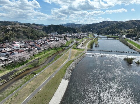Cherry blossoms along the Hii River in spring, Shimane Prefecture, Japan