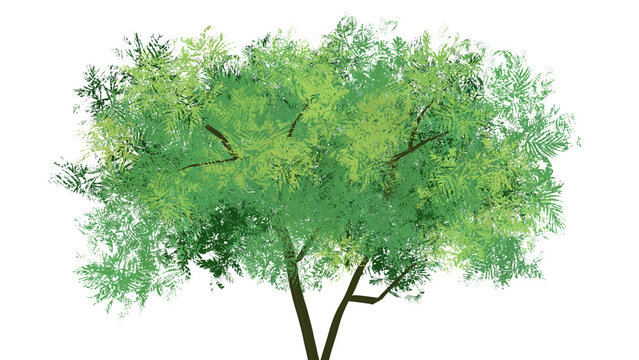 Detailed green tree foliage with realistic leaves and branches isolated on transparent background, perfect for architectural rendering, landscaping design, and natural composite illustrations.