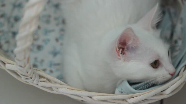 White kitten relax, cute animal