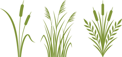 Obraz premium Green Botanical Grass Reed and Leafy Plant Silhouette Collection Illustration