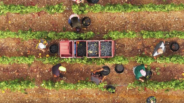 Aerial view of workers picking grapes in a vineyard during the harvest season in Barzy-sur-Marne, Hauts-de-France, France.