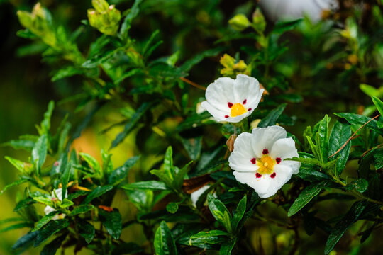 white flower in garden