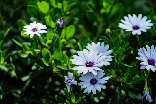 white flower in garden