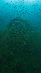 Fototapeta premium Beautiful and huge school of fish in the blue ocean. Underwater photo from a scuba dive. Unspecified.