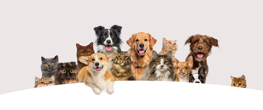 Group of various happy pets appearing together peeking