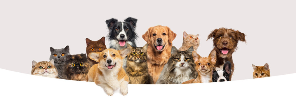 Group of various domestic cats and dogs peeking