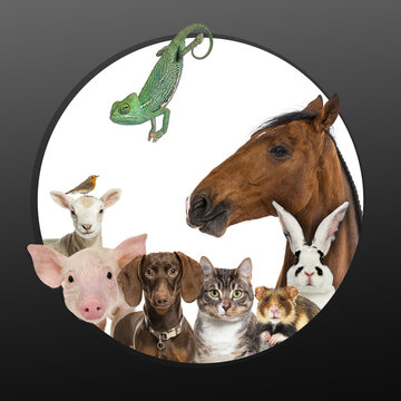 Diverse group of domestic and exotic pets together