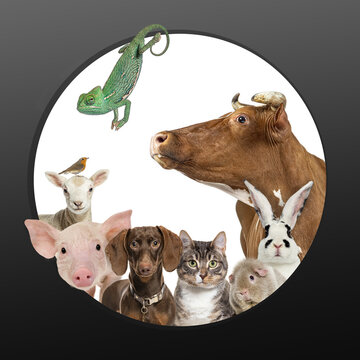 Group of diverse pets domestic animals together