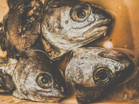 Discarded seafood fish heads decay in market waste
