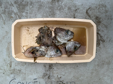 Raw fish heads and guts in plastic container