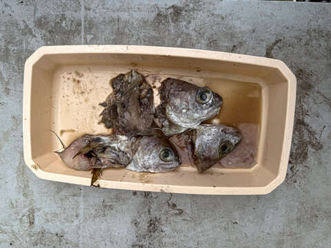 Discarded fish heads and scraps in container showing food waste