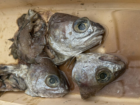 Discarded fish heads decomposing in a container
