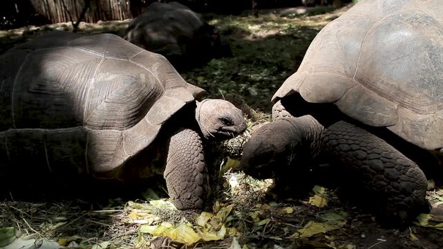 A close-up shot of two large giant tortoises eating fresh lettuce leaves together on the ground in a natural, shaded outdoor environment.
