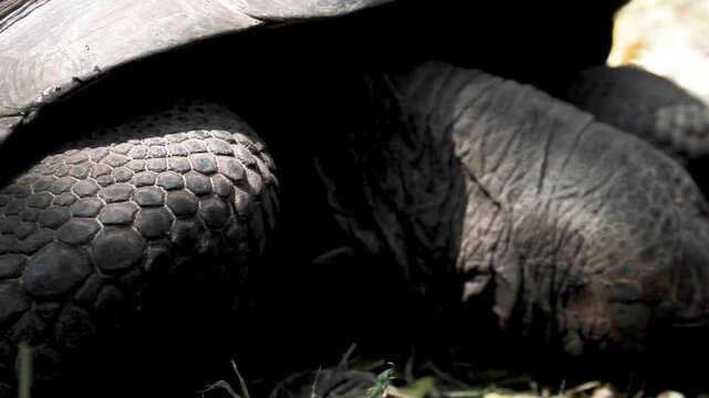 A detailed close-up shot focusing on the textured, scaly skin and leg of a giant tortoise, highlighting the rugged patterns and natural armor of the animal.