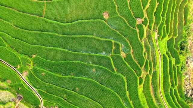 Aerial drone view of green terraced rice fields in Pu Luong, Vietnam, showcasing agricultural mountain landscapes under natural daylight.