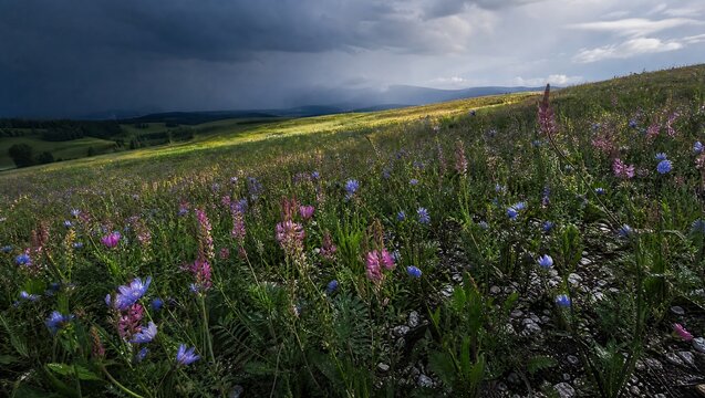 Sainfoin chicory meadow with colorful wildflowers and clouds