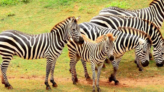 Zebra herd grazing on green savanna, wild zebras with foal in African safari landscape, striped animals in natural habitat