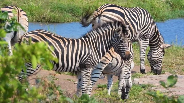 African zebra herd grazing by a river, wild zebras in savanna landscape, striped animals in natural habitat, wildlife safari scene