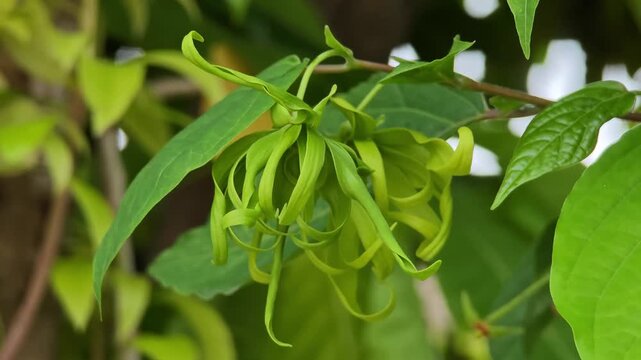Dwarf Ylang-Ylang flower on tree.