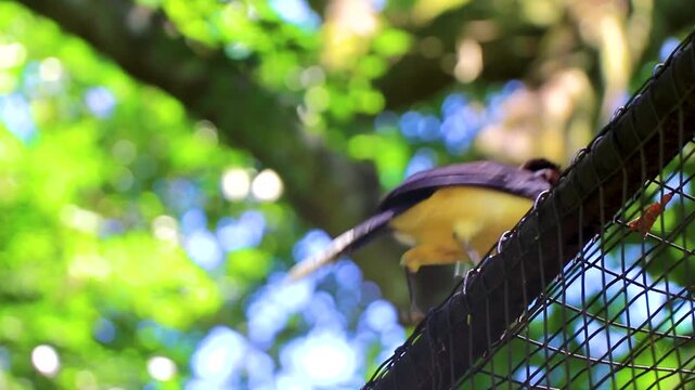 Plush Crested Jay perched on cage edge at Parque das Aves Brazil.