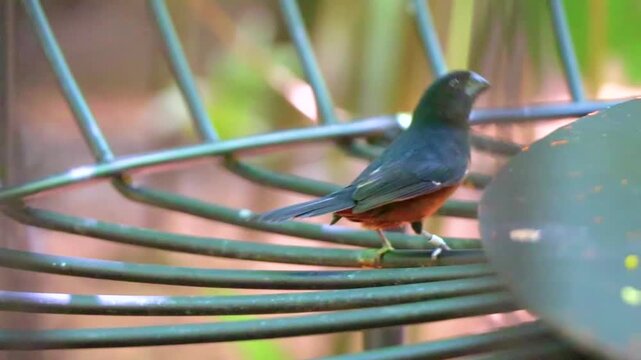 Black brown tropical bird pecking seeds at feeding station Parque das Aves Brazil.