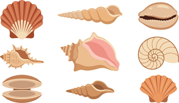 Sea shells and marine conch collection set ocean nature vector illustration isolated on white background