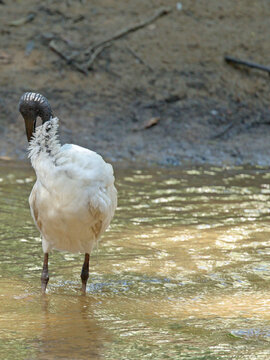 Australian White Ibis Preening Feathers While Standing in Shallow Water