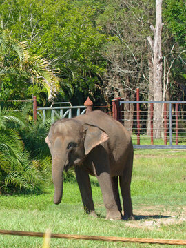 Young Asian Elephant Standing in a Grassy Enclosure at a Zoo