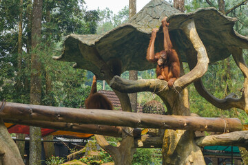 Bornean Orangutans Climbing on enrichment Structure at Taman Safari Bogor Indonesia © thebaikers