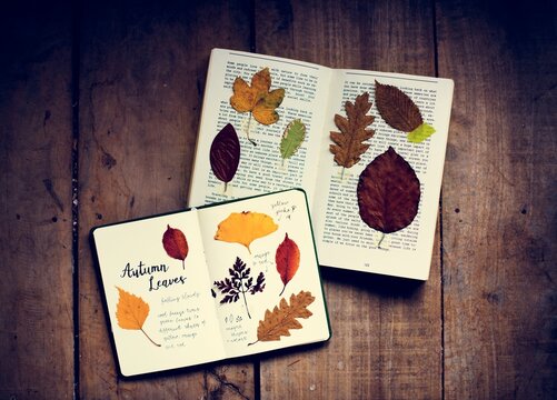 Hands Making Attach Dried Flowers Collection in Notebook Handmad