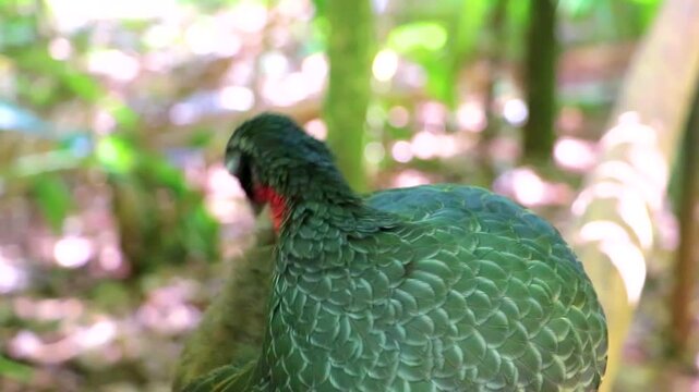 Dusky Legged Guan Penelope obscura preening on branch at Parque das Aves Brazil.
