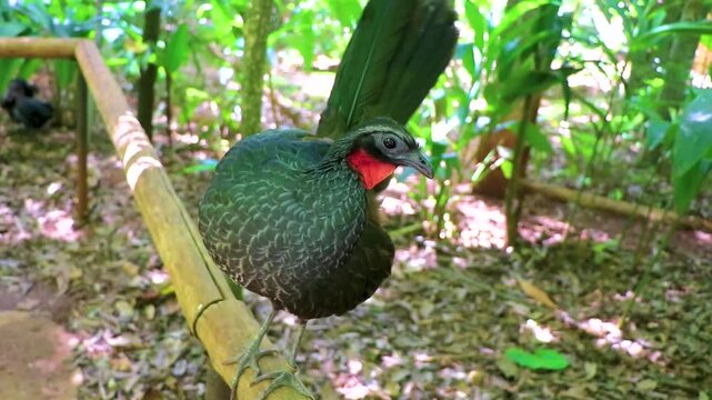 Dusky Legged Guan Penelope obscura preening on branch at Parque das Aves Brazil.
