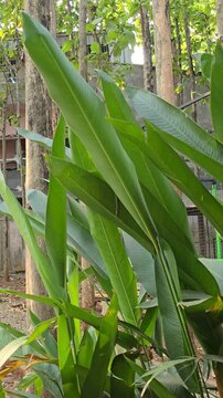 Green tropical leaves swaying in the wind, natural plant movement footage with rustling foliage in outdoor garden