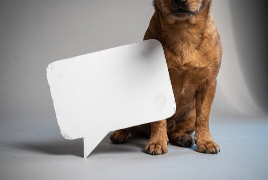 Small chestnut dog seated behind a tilted blank foam board speech bubble with a furred cut edge and real shadow on a grey studio sweep, representing festive pet social media caption mockup concept